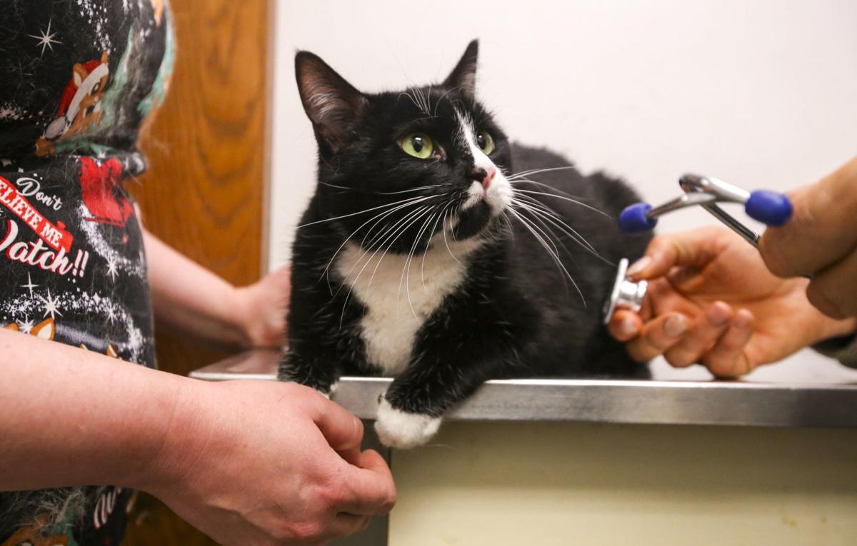 Humane Society Of Scott County Providing Animal Control In Davenport Was Not Financially Sustainable Politics And Elections Qctimes Com