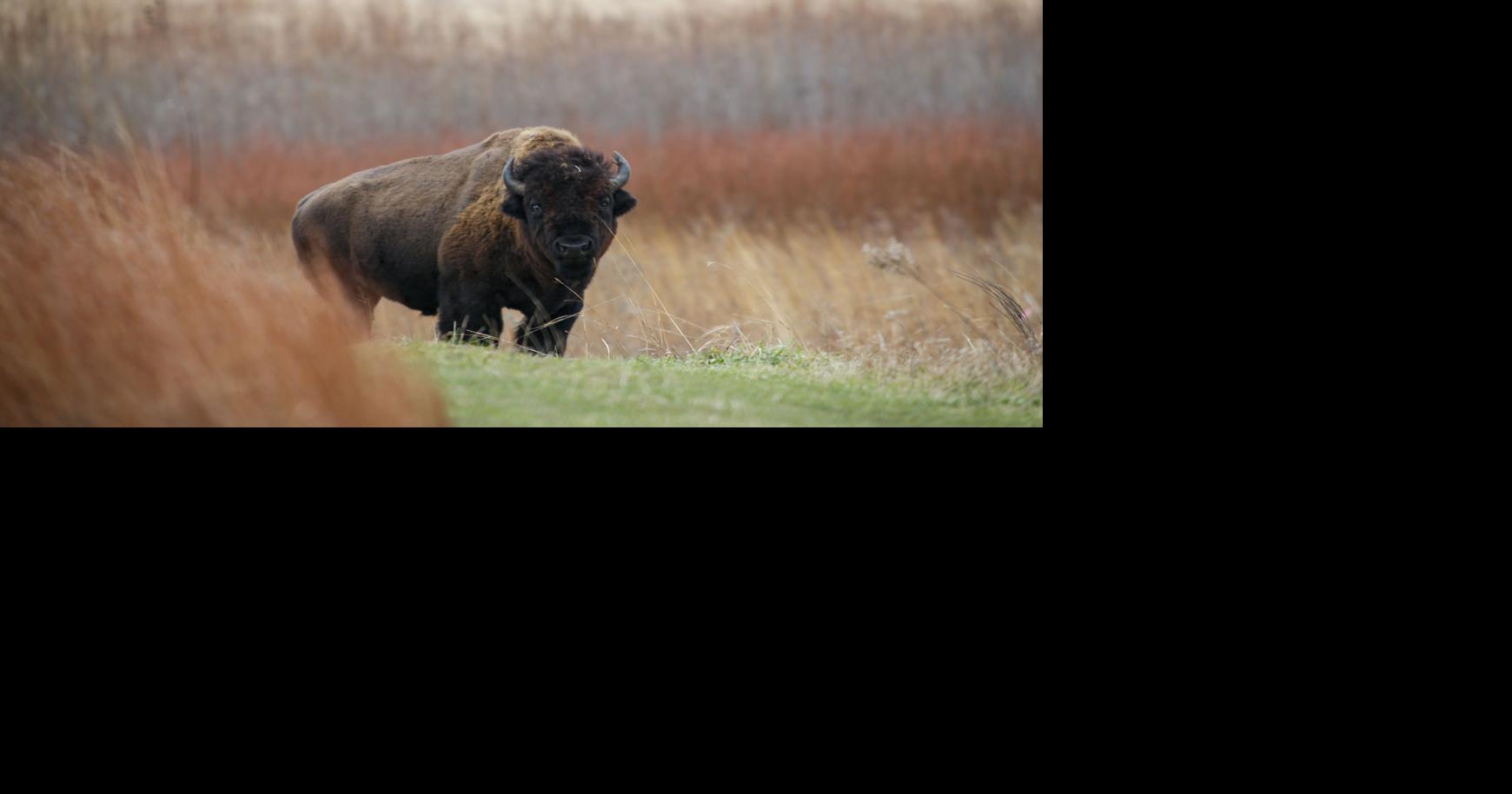 The return of the bison: 'Wild' herds again roam Illinois, Iowa prairies