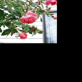 Hybrid tea roses require protection during winter