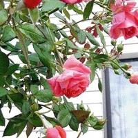 Wintering Tea Roses Hybrid tea roses require protection during winter