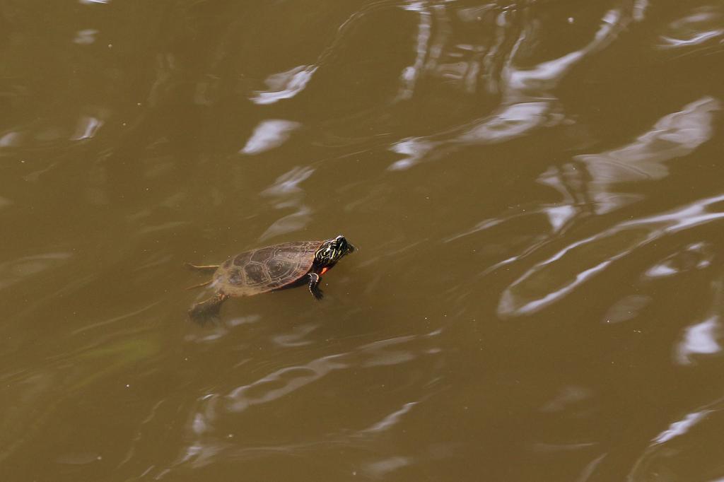 How Can Turtles Freeze Then Thaw Back To Life Outdoors