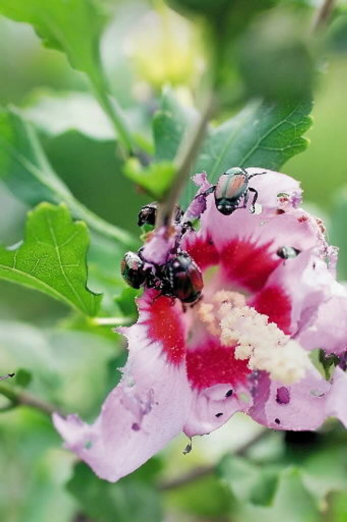 Cold kills some insects, but they'll be back Local News