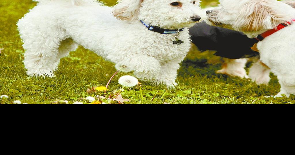 Dog park for little dogs opens in Bettendorf