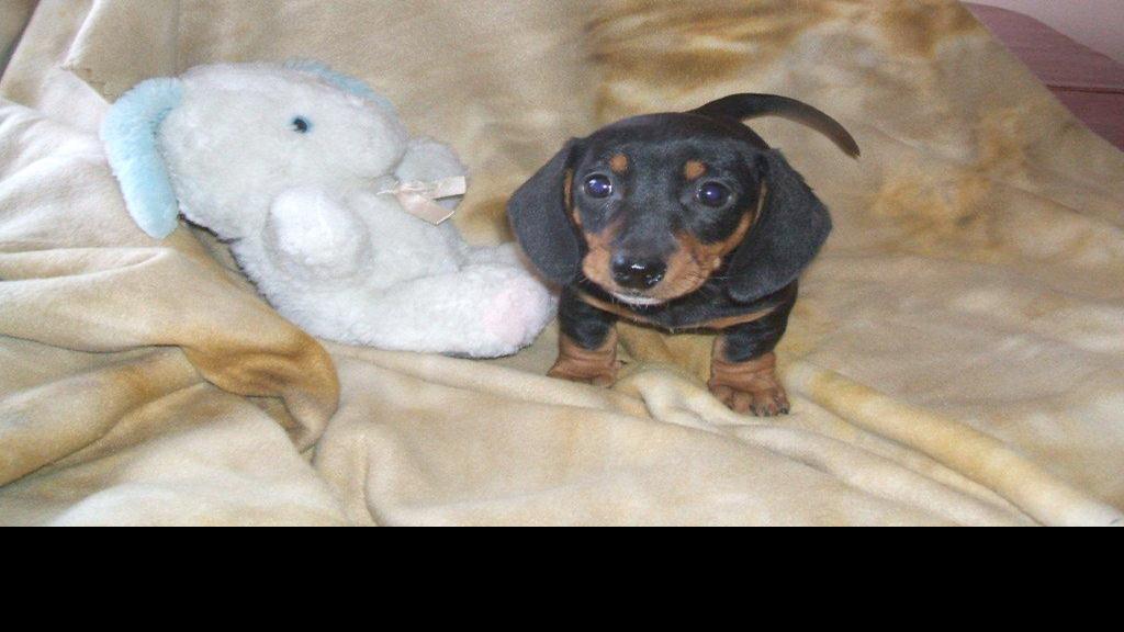DACHSHUND puppies, miniature, AKC, black & tan, short hair ...