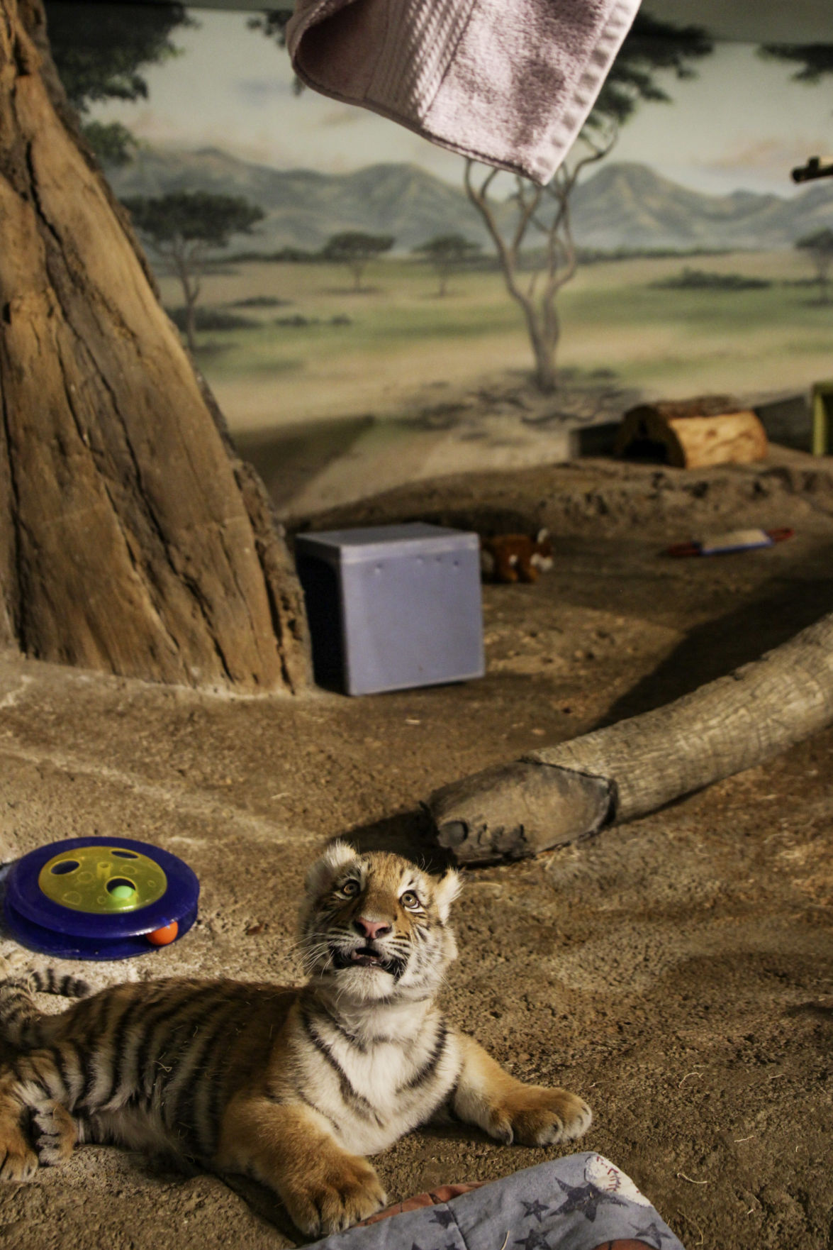 Hand Raised Tiger