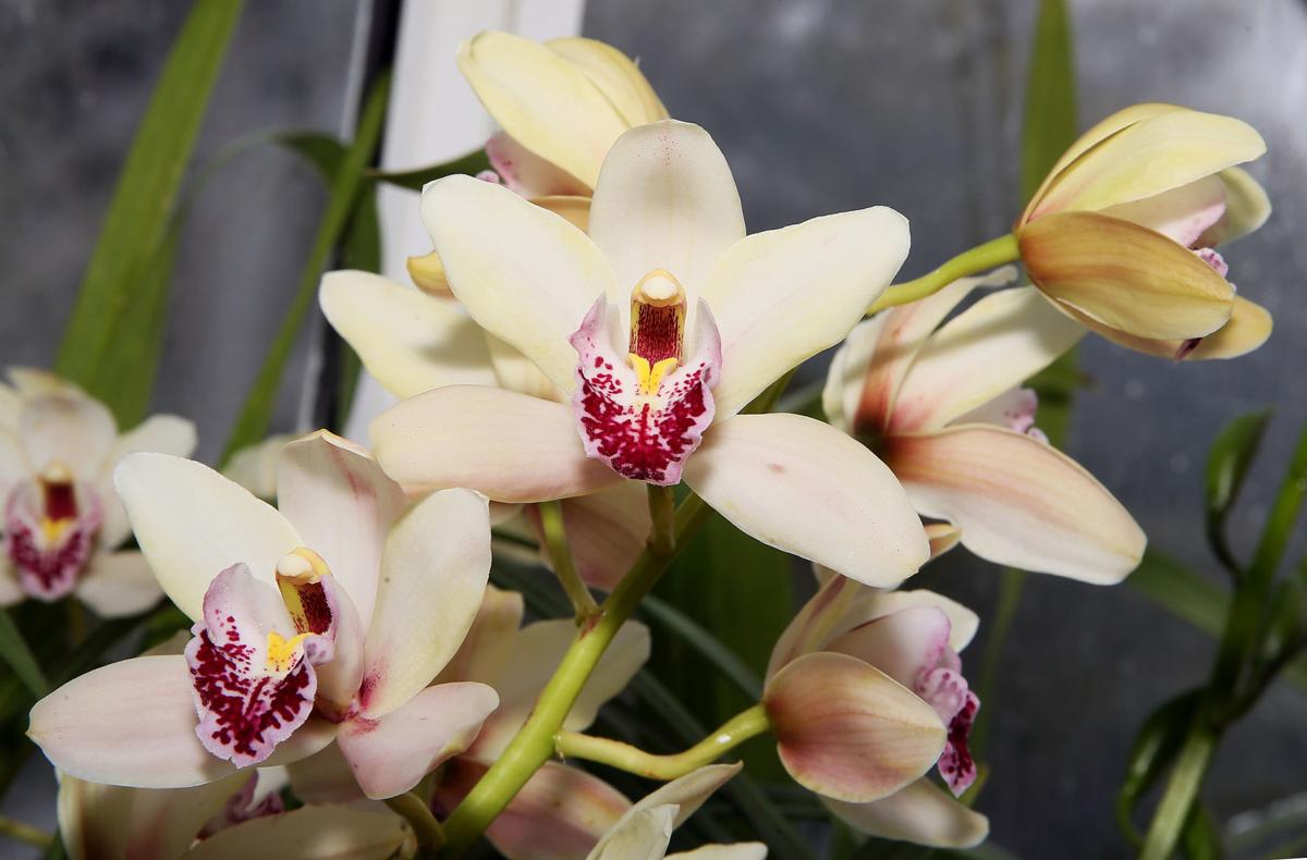 For The Love Of Orchids Home Garden Qctimes Com