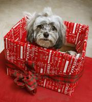 WUNDRAM: Merry Christmas from Molly Wundram