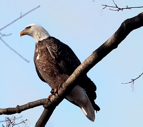 Bald eagle