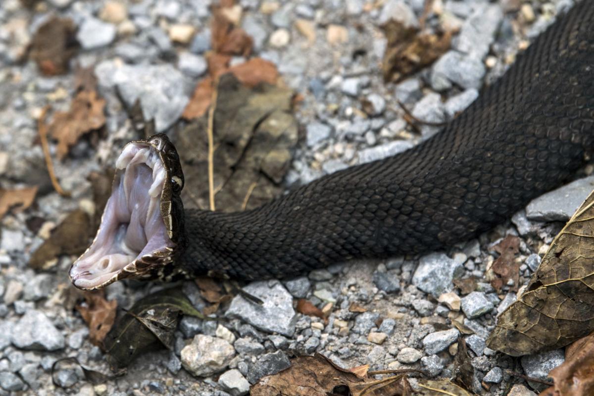 Illinois Road Closes To Allow Safe Crossing Of Snake Species