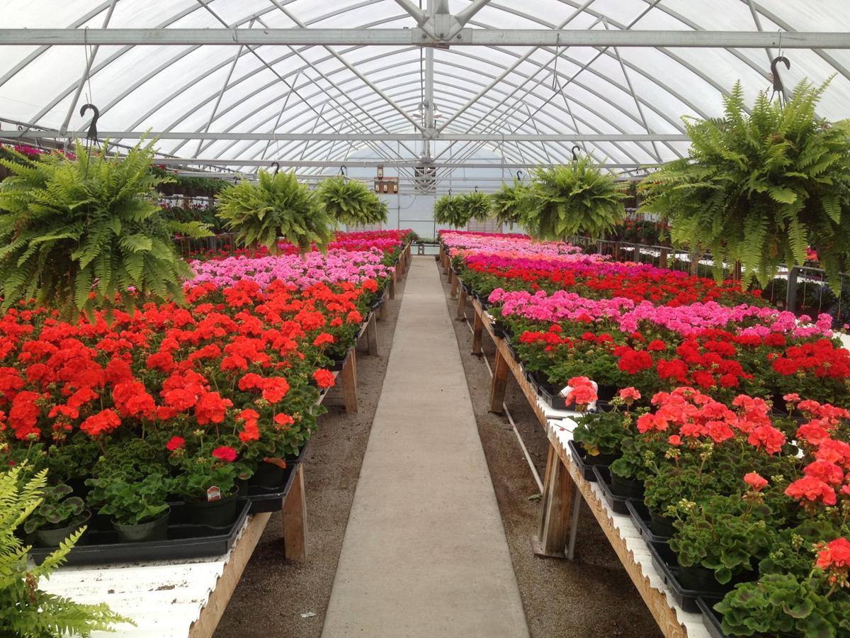 Spring is in the air and greenhouse Home & Garden