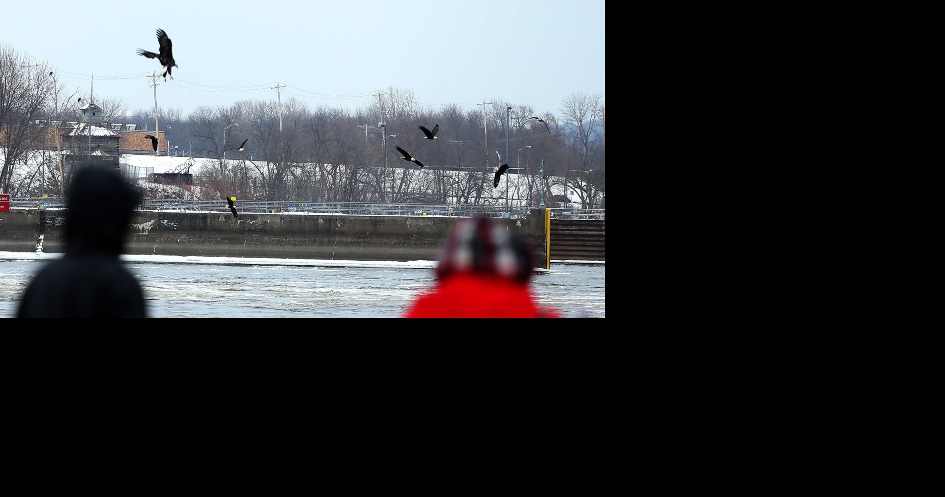 Looking for bald eagles in the QuadCities? Where are 10 things to know