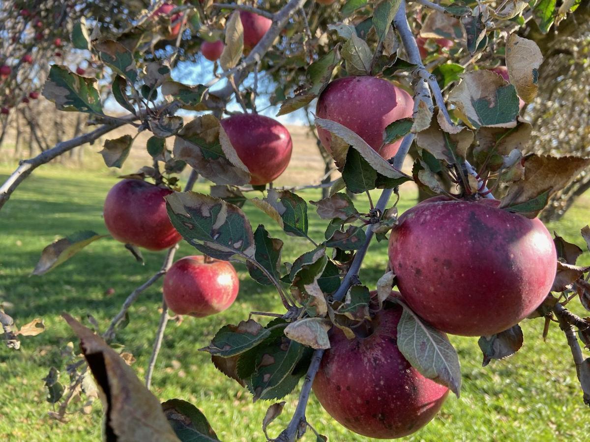 Yes, you can grow apple trees