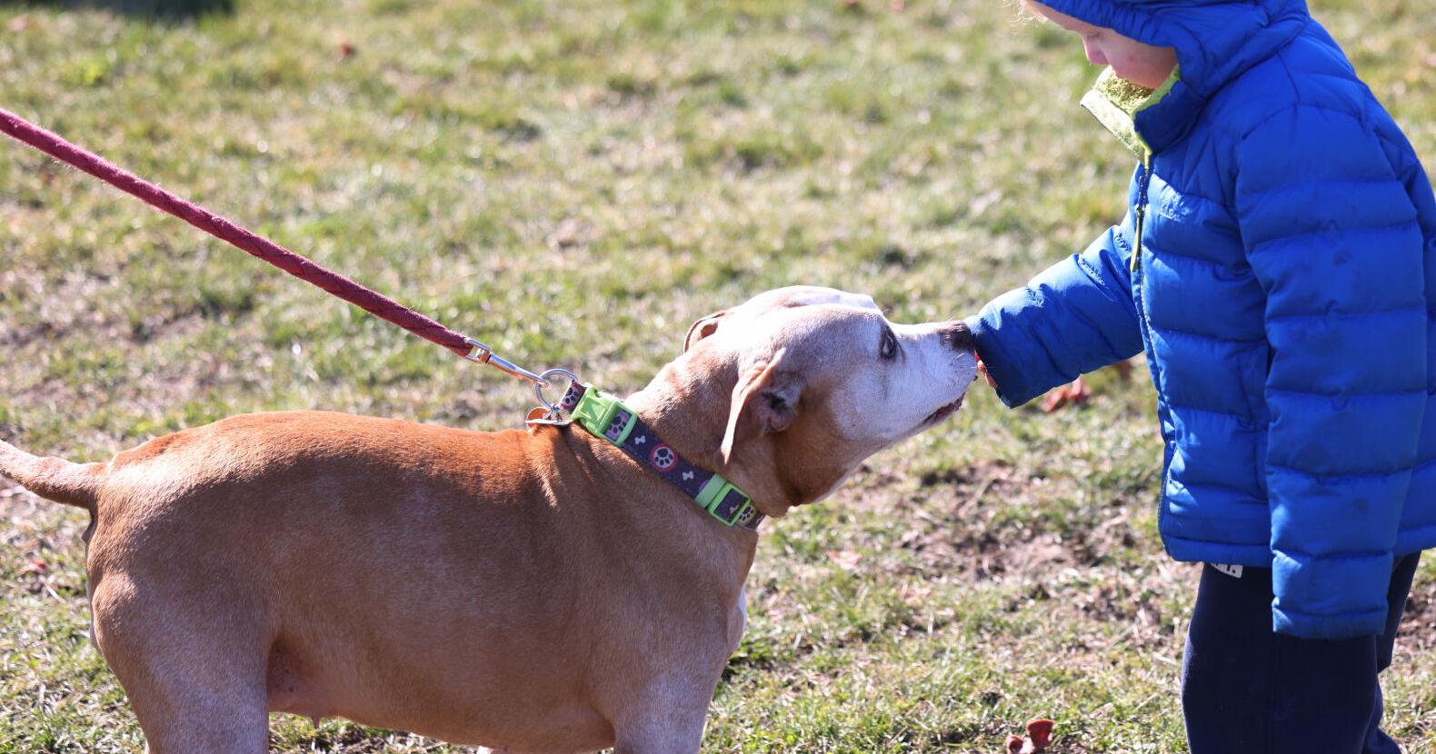 Doggie egg hunt - Vimarsana News