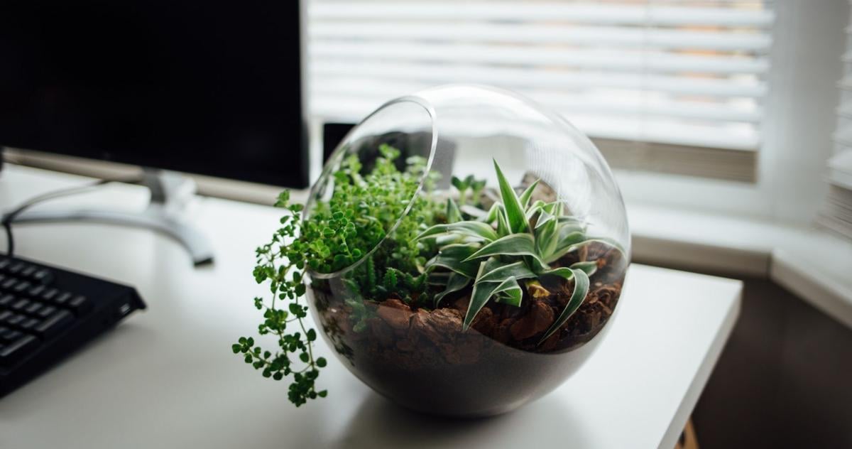 HOME & GARDEN: DIY terrariums make great holiday gifts | Home & Garden HOME & GARDEN: DIY terrariums make great holiday gifts | Home & Garden