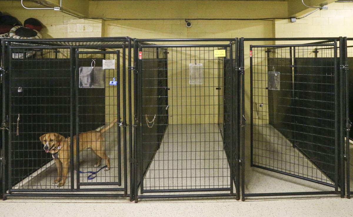 Quad Cities Animals Find New Homes In Wake Of Covid 19
