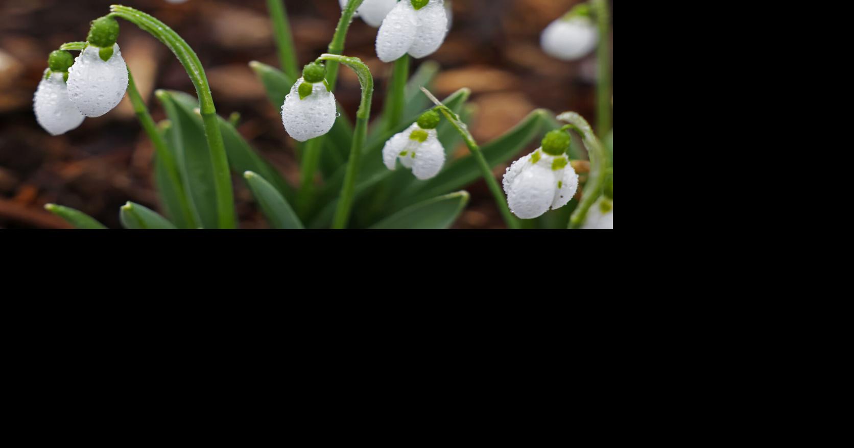 Spring flowers in the Quad Cities