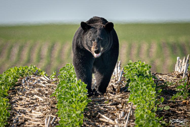 Bruno the Bear euthanized in Louisiana after journey across the Midwest