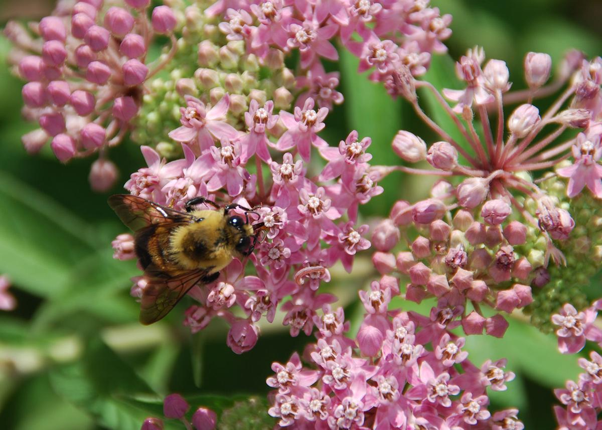 Bees Need Support Here S How To Help Home Garden Qctimes Com