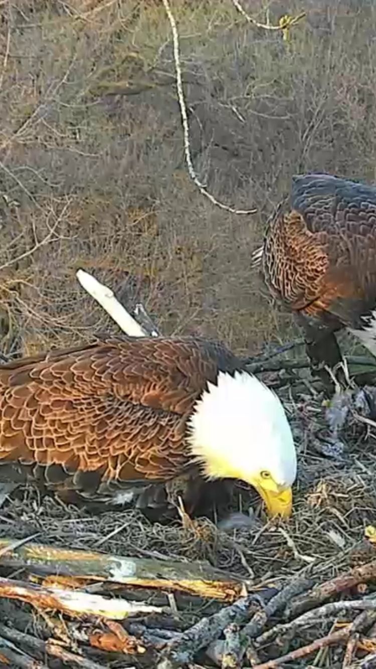 Eaglet hatches from egg in Arconic eagle nest Tuesday night | Business ...