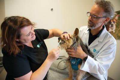 QC dentistry practice caters to dogs, cats