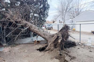Overnight wind storm topples trees, cuts power in parts of Glendive ...