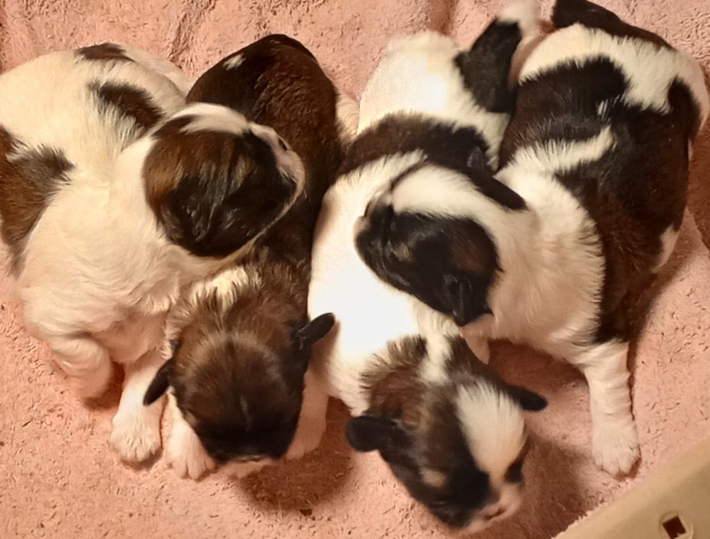 SHIH TZU puppies $625 00