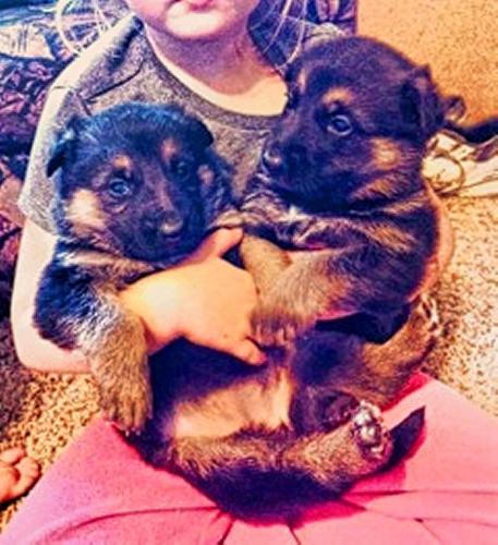 AKC GERMAN Shepherd puppies. 6 weeks old. Great family dogs.