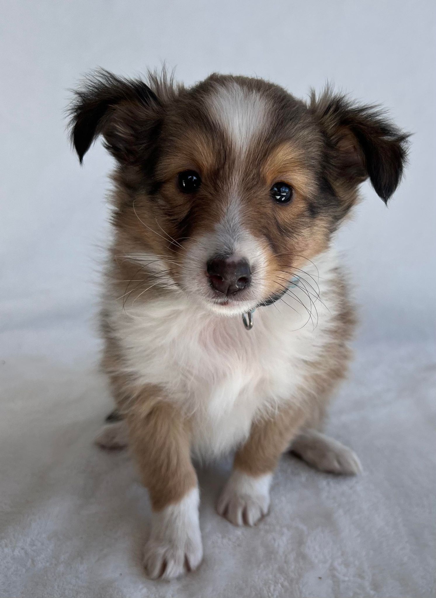 Akc hotsell sheltie puppies