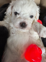 Classifieds | Pets | rapidcityjournal.com