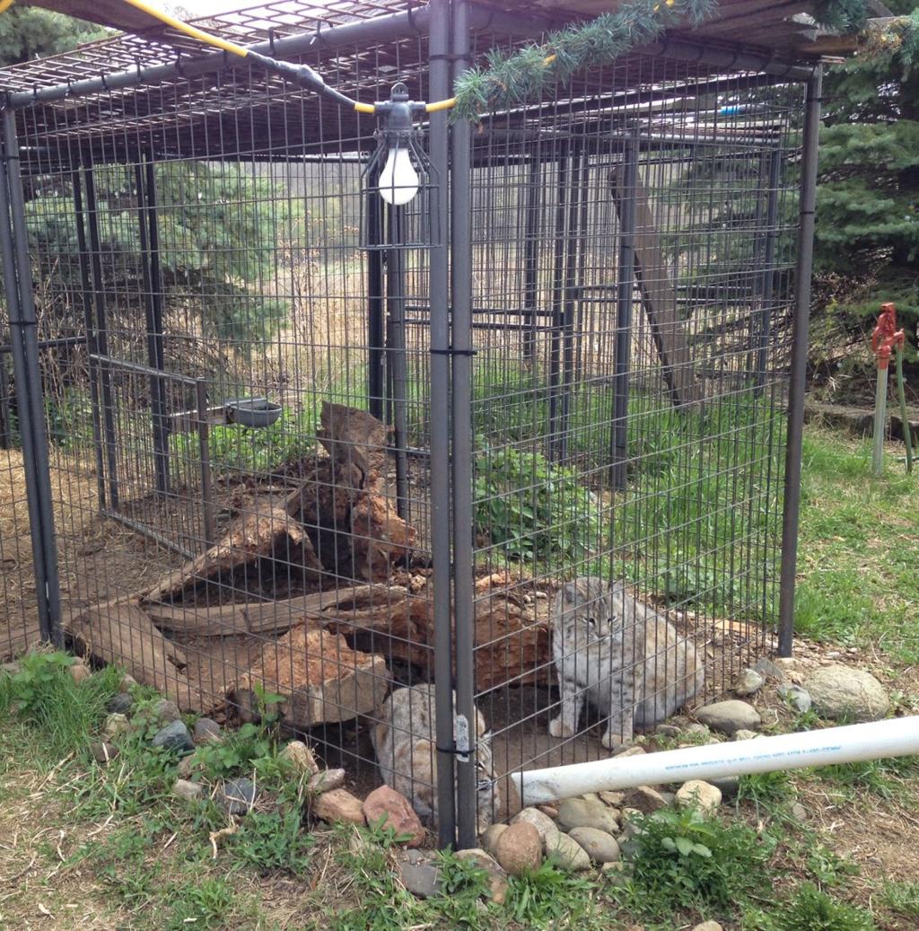 Opponents of proposed Deadwood petting zoo claim it is front for fur farm