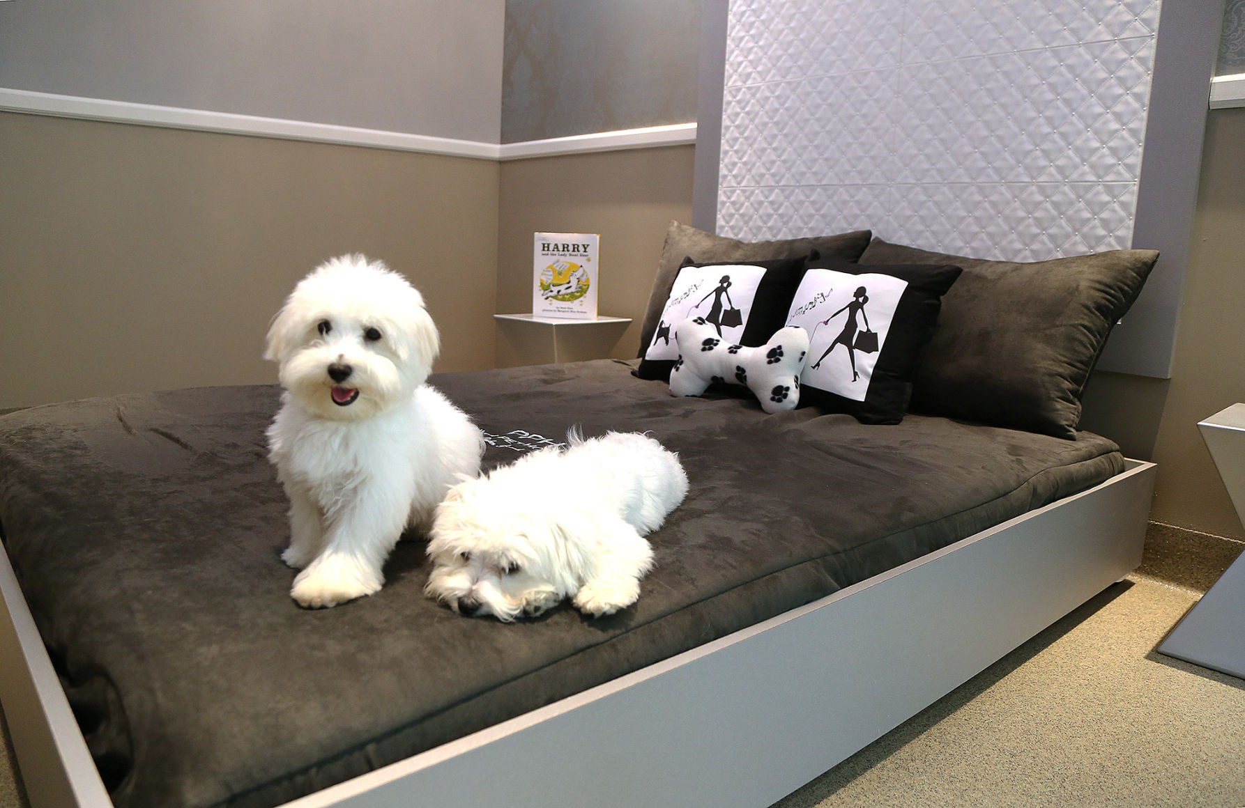 pampered pets resort