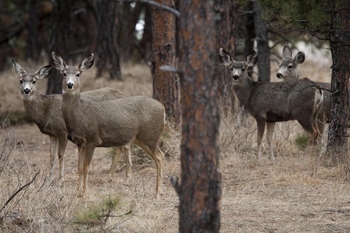 021116-nws-deer001.JPG (copy)