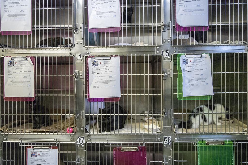 36 Dead Animals Found At Unopened Rapid City Pet Store Crime