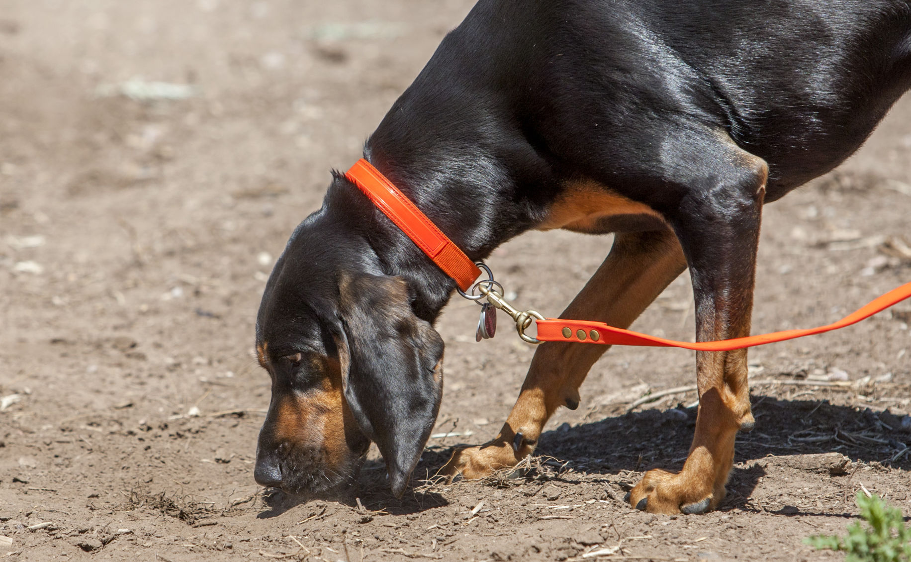 k9 search and rescue seminars