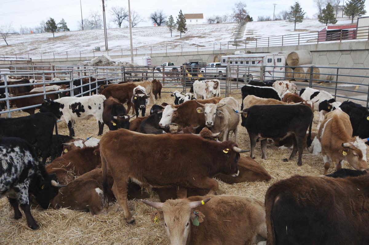 south-dakota-cattle-ranchers-lose-money-in-2016