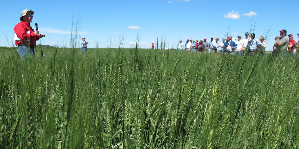 Wheat Field Tour
