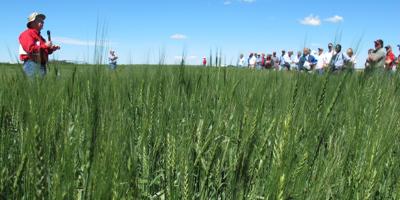 Wheat Field Tour