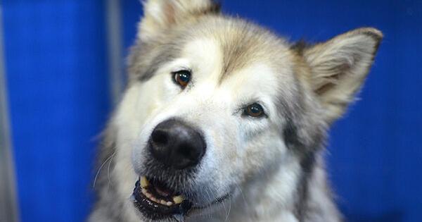 Black Hills Humane Society Pet of the Week: Caleo