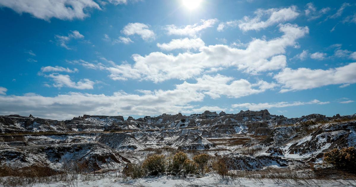 Badlands Bison Release