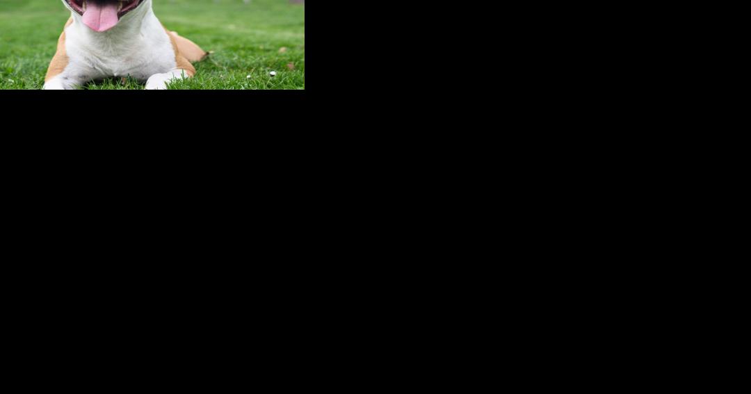 Finding affordable options to spay/neuter pets in Rapid City - Vimarsana News