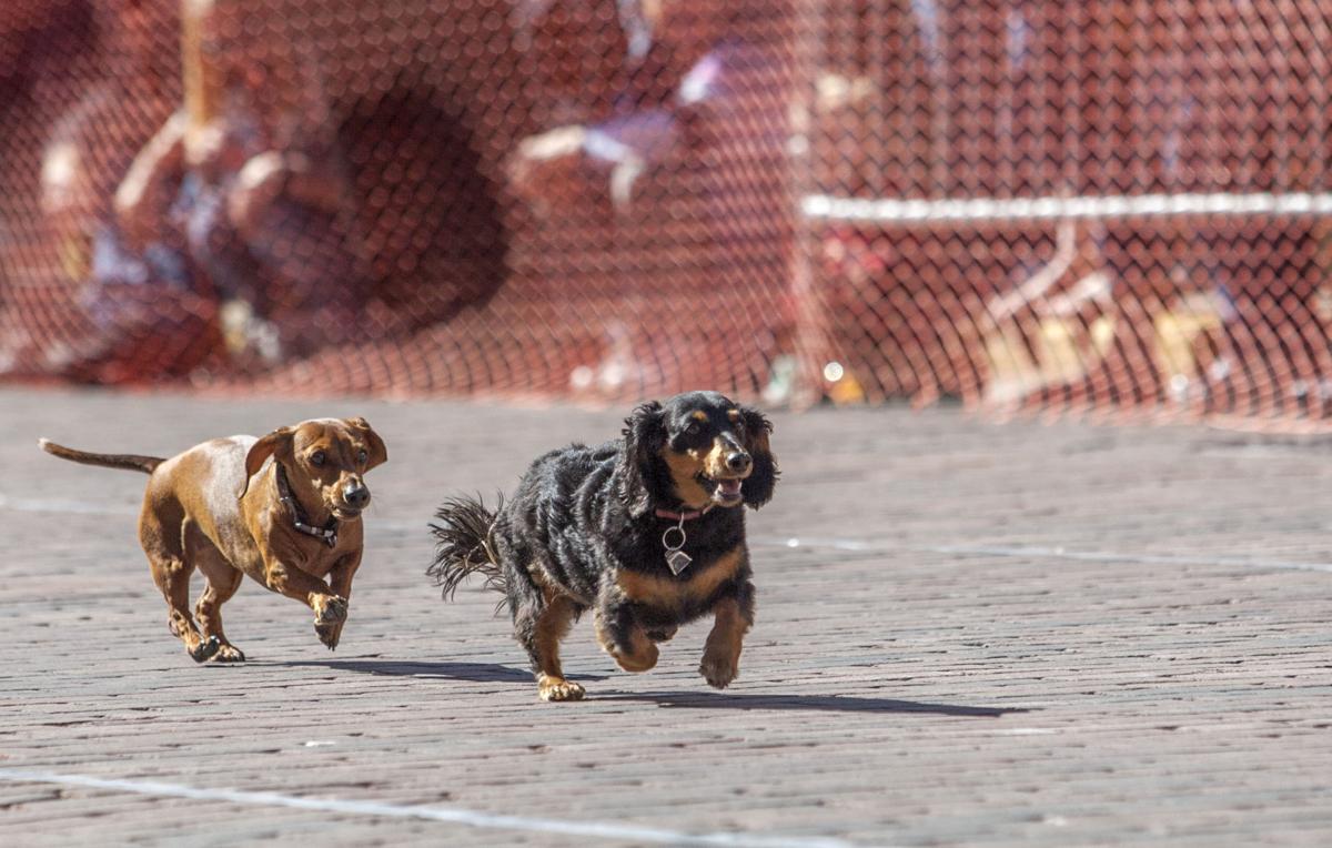 PHOTOS: Wiener dog races | Photos | rapidcityjournal.com