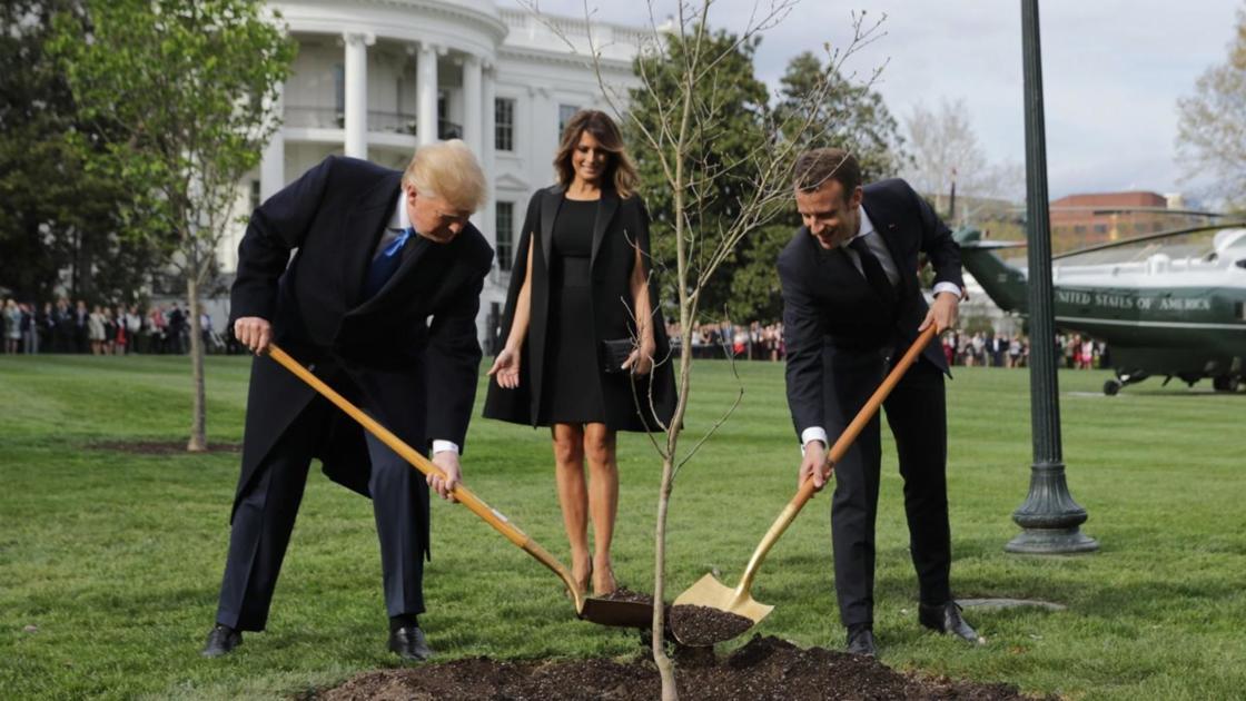 Here S Why The Tree Macron Gave Trump Disappeared From The White House National Politics Rapidcityjournal Com