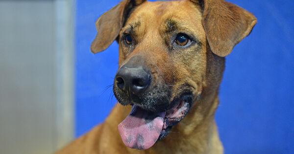 Black Hills Humane Society Pet of the Week: Scarlett