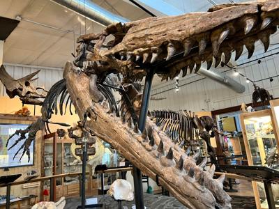 Hello Debby Sue: Explore thousands of fossils, skeletons at World Fossil Finder Museum