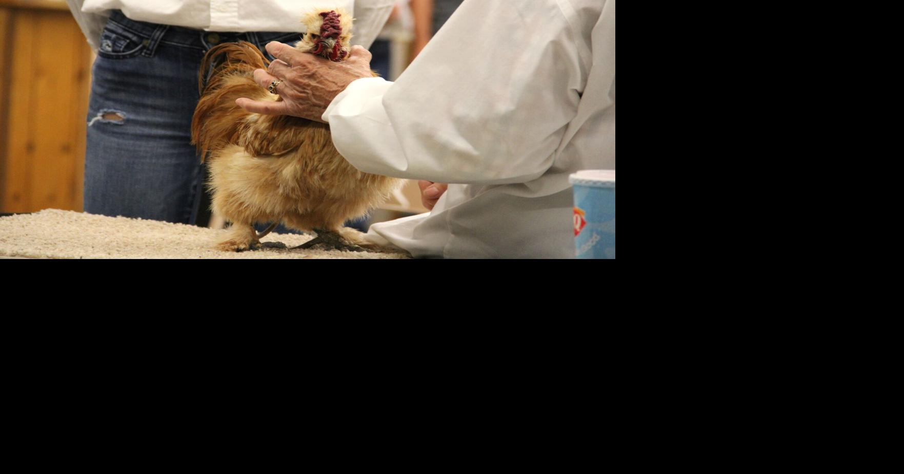 Rooster