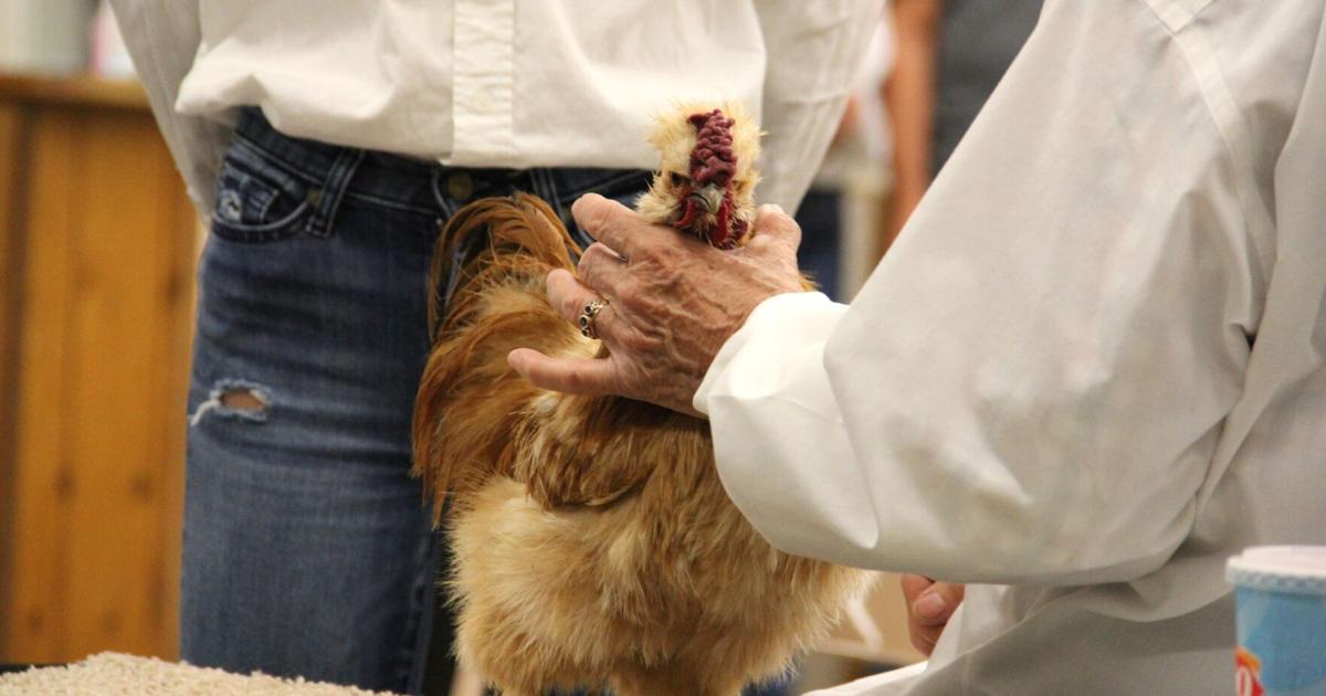 Rooster