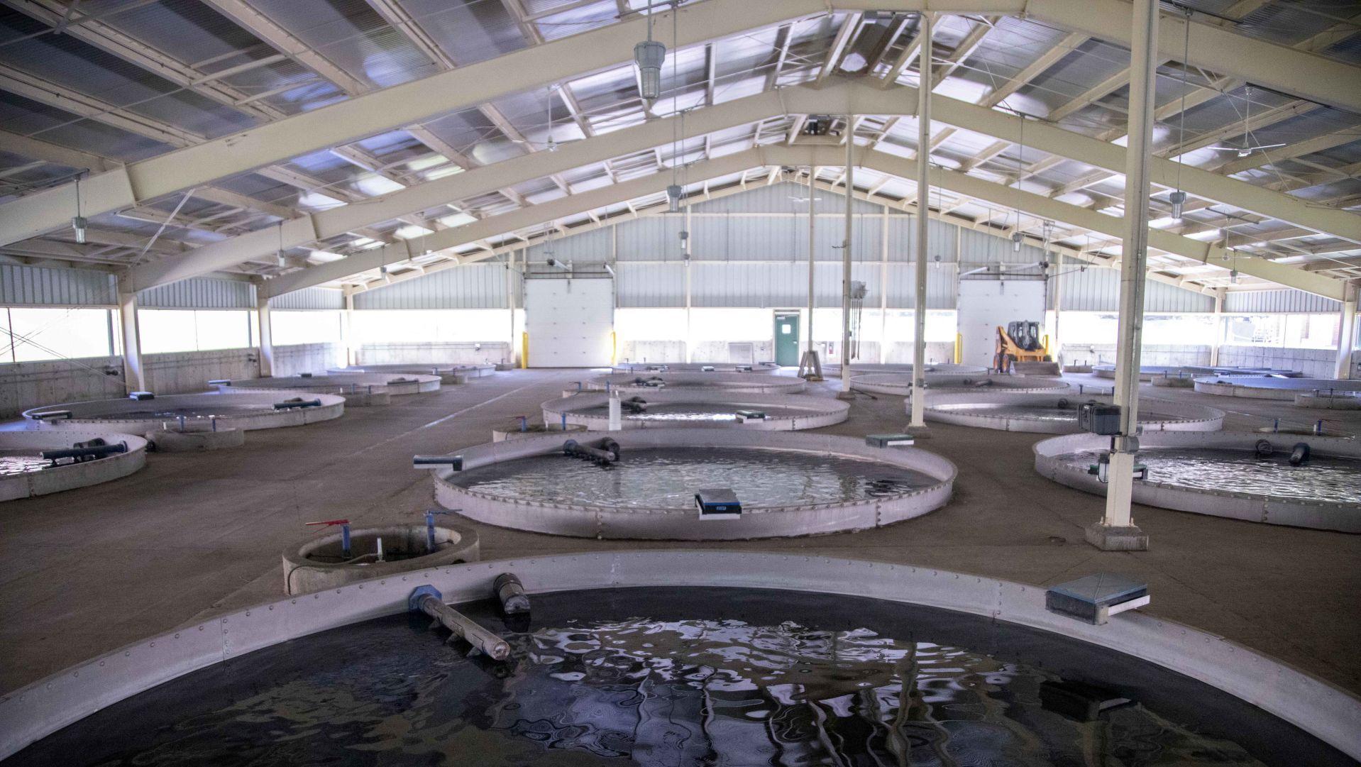 PHOTOS/VIDEO A look in at Cleghorn Springs Fish Hatchery News