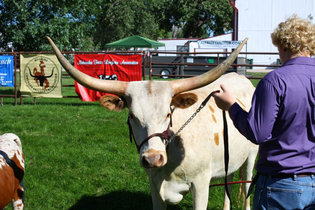 The Year of The Longhorn