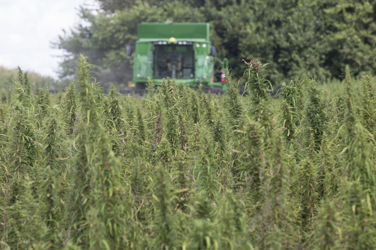 031019-nws-hemp003.JPG