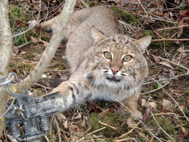 Reports of using live animals as bait in trapping prompt calls for new law